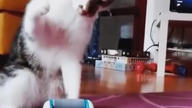 These funny cats!