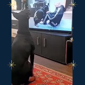 look what this dog does when he sees senas on tv