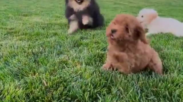 Cute dogs playing ! Best funny animals video in the world ! #Shorts