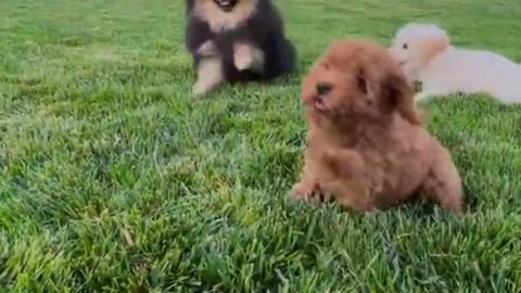 Cute dogs playing ! Best funny animals video in the world ! #Shorts