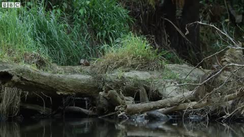 Kingfisher and Platypus Hunt Together | Seven Worlds, One Planet | BBC Earth