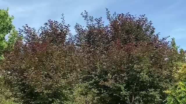 red and green tree swaying in the wind