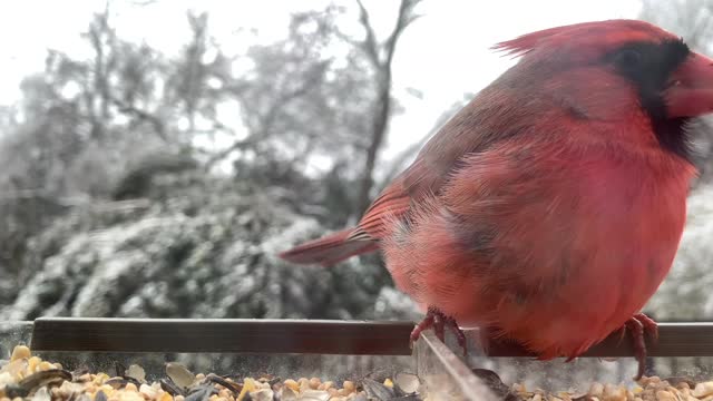 Beautiful video of two cardinals eating at feeder during snow fall