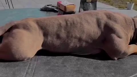 Breakup dogs