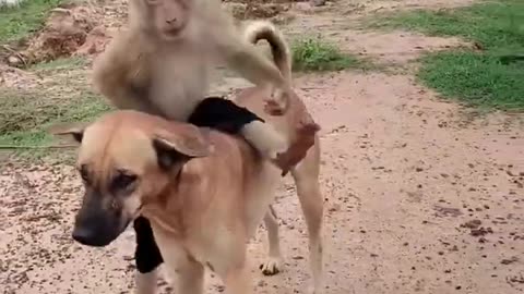 Dog and monkey friendship funny video🤣🤣🤣