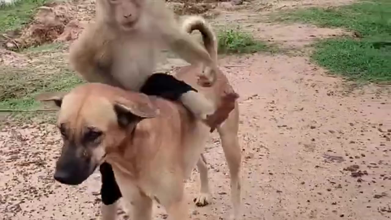 Dog and monkey friendship funny video🤣🤣🤣