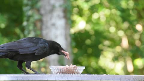 crow eating