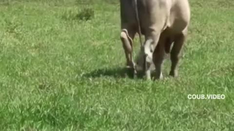 the same dancer who gets in the way