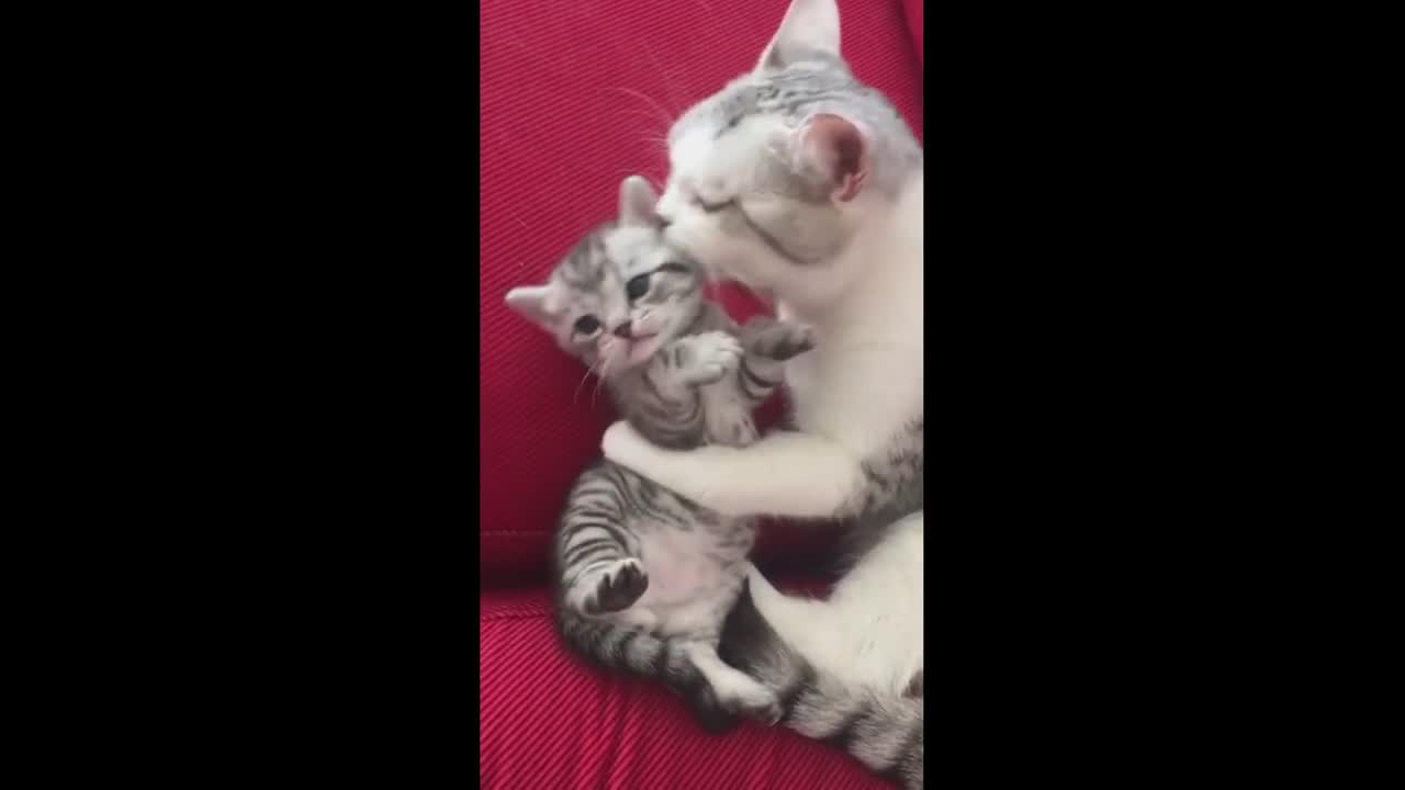 Mother cats protecting their cute kittens ❤️