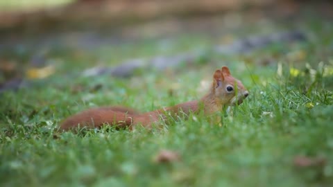 Squirrel playing in the green grass