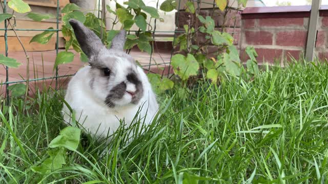 Cute bunny