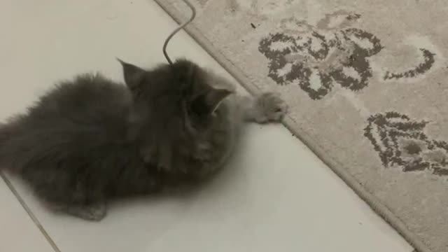 cute cat playing with rope