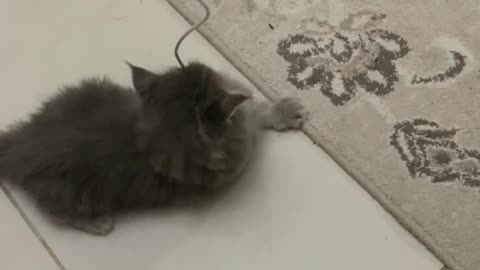 cute cat playing with rope