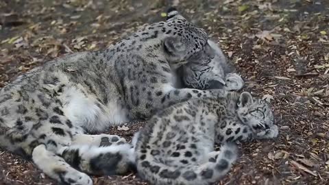 The little snow leopard is so cute