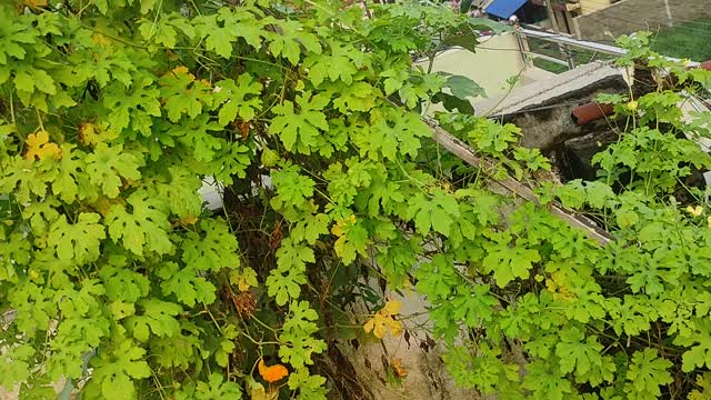 green vegetables and fruits farming in roof