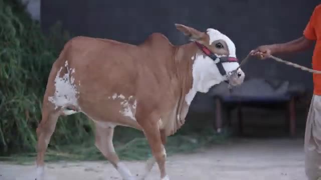 Beautiful Gulabi Cow RUNNING Shot