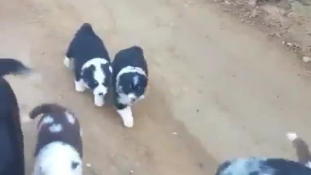 Dogs follow their owner