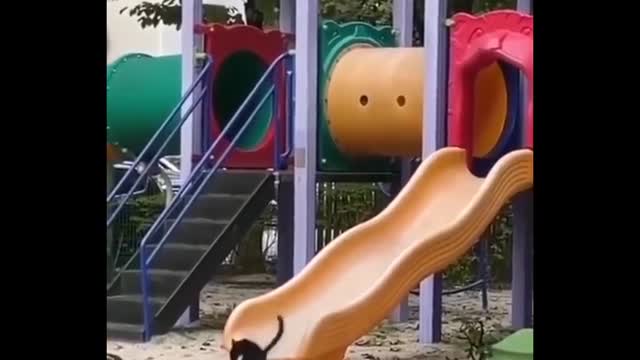 Funniest cat videos #24 - HILARIOUS!