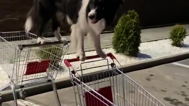 Clever Dog Balances Between Two Shopping Carts
