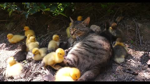 Big cat and his little ducks