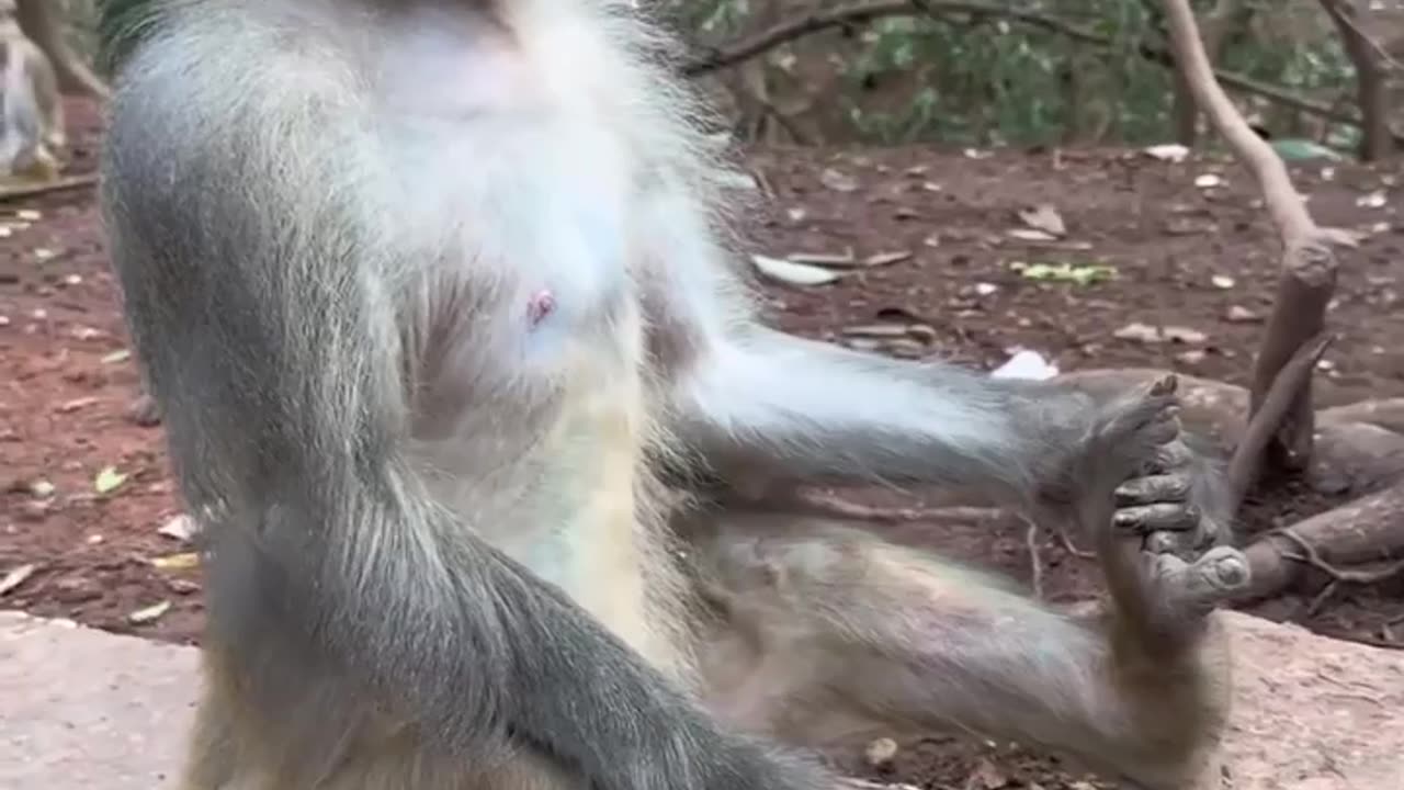 Monkey Meditation💭🧘‍♀️