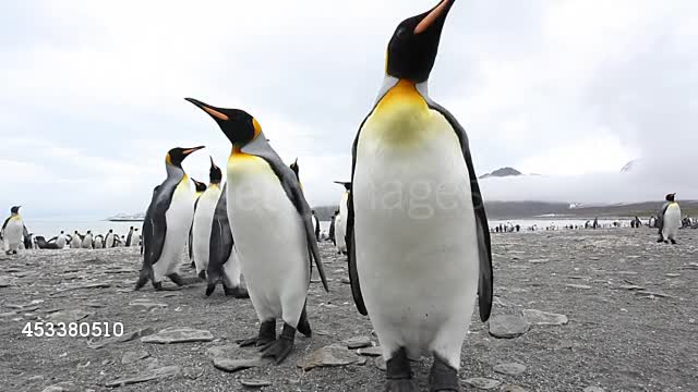 King Penguins looking down the camera lens