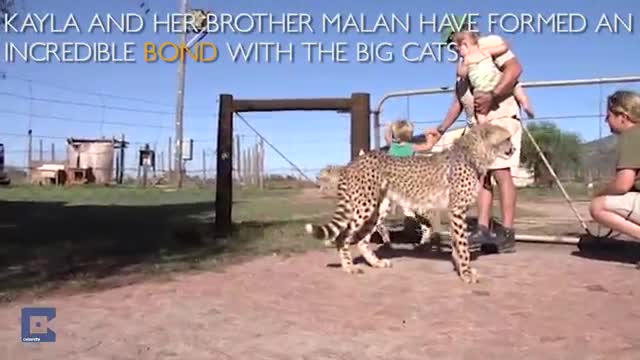 Cheetahs Best Friends With Children