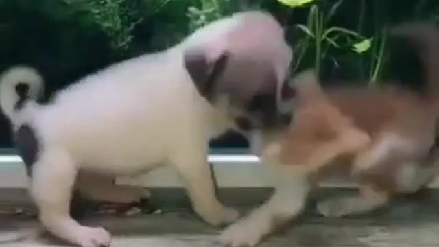 cat and dog family funny Animals Videos 20