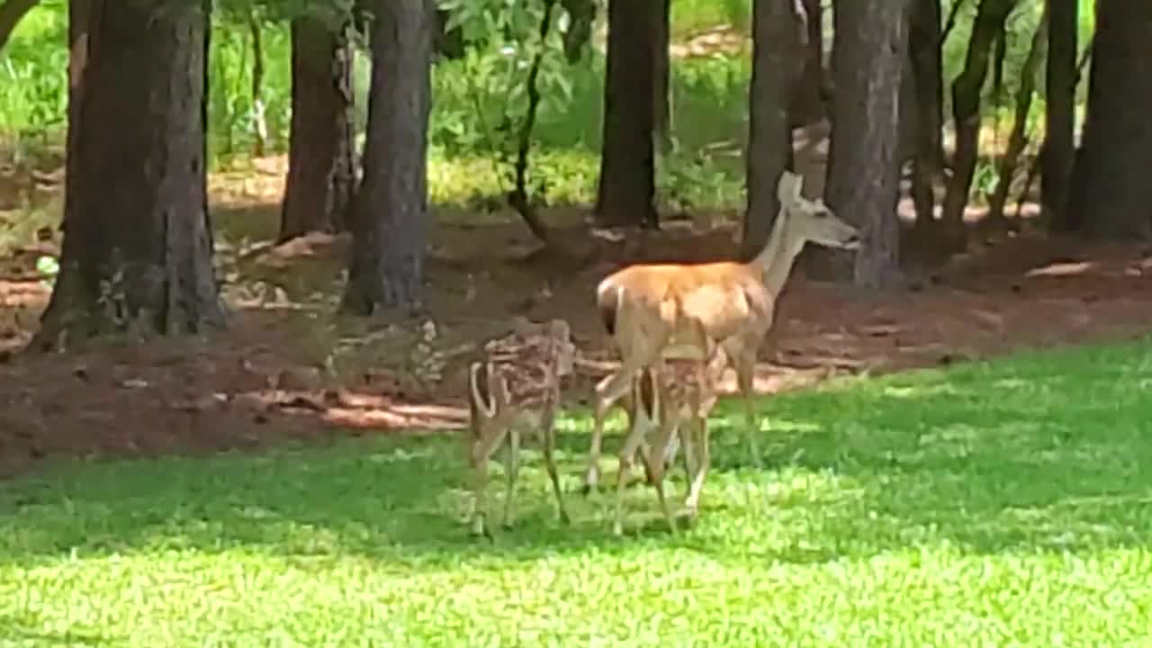 Baby deer July 2021 #2