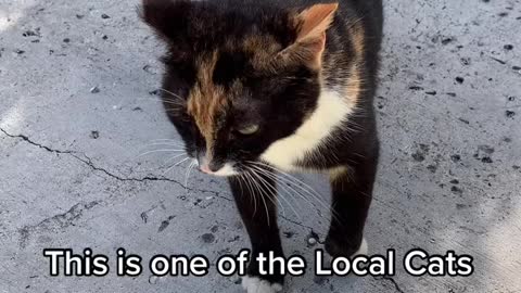 Local island cat