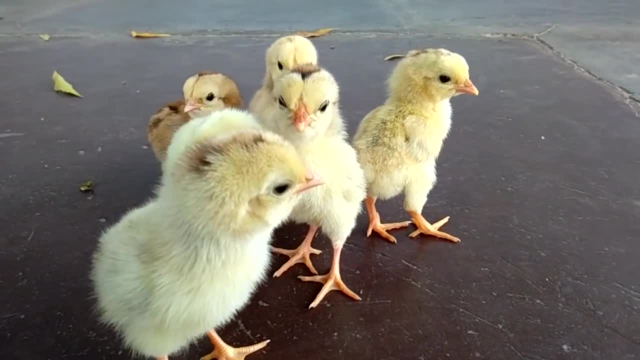 Big Sound Of Hen kids