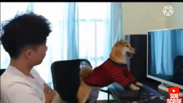 Angry - Funny Dogs ,😂🤣😆play game on computer