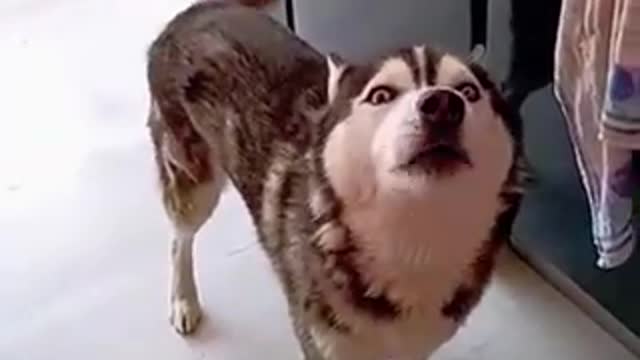 Funny dog sounds