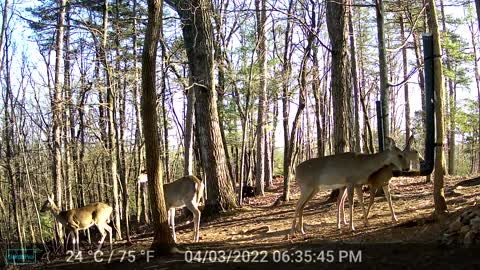 The Woods - 04/04/2022