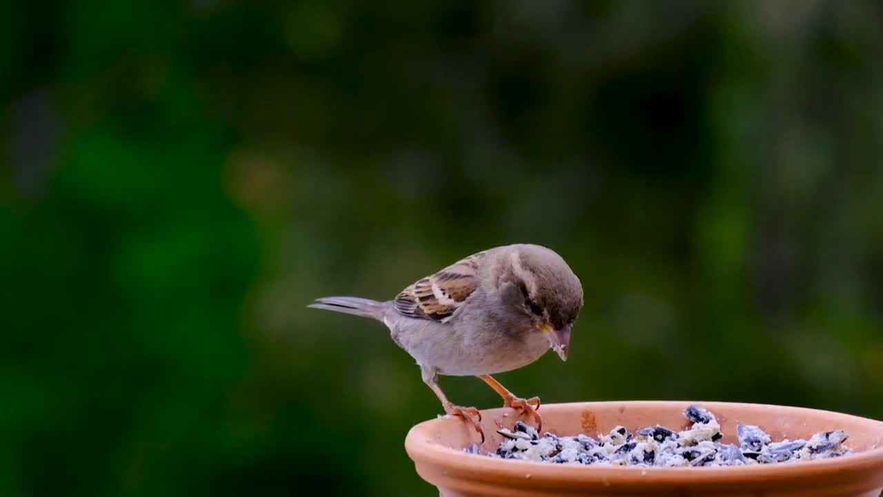 Forest Birds - Nature