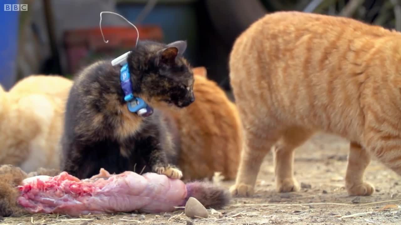 Why Do Cats Need Meat To Survive? | Cats Uncovered | BBC Earth