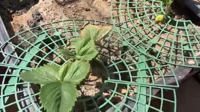 duck in cage