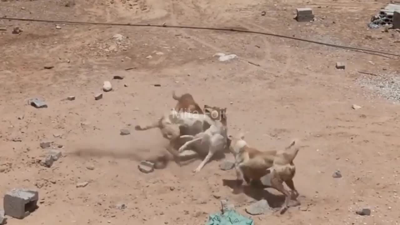 Street Dog Fight in Haryana