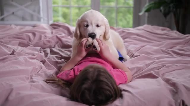 Little child enjoying play with cute golden retriever pet in the morning lying on cozy bed