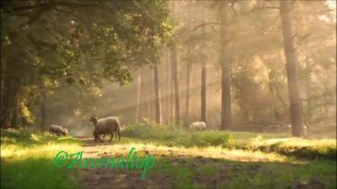 Flock of Sheep Grazing in the Woods