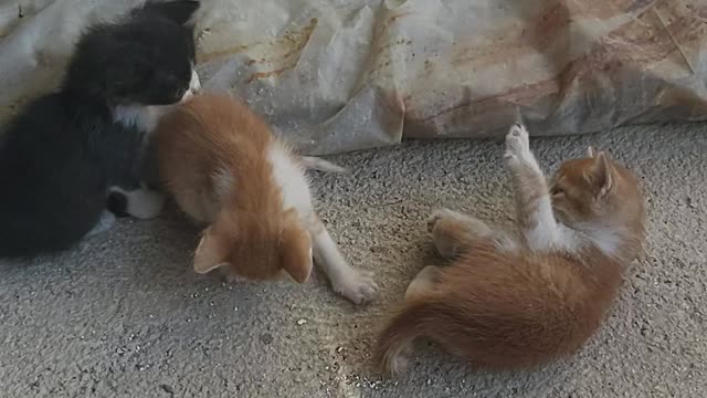 four baby kittens play