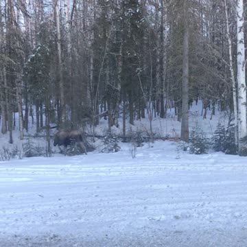 Moose along side the road