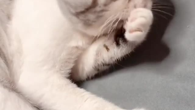 The reason why cats are fascinating