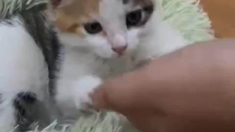 Cute kitten 🥰