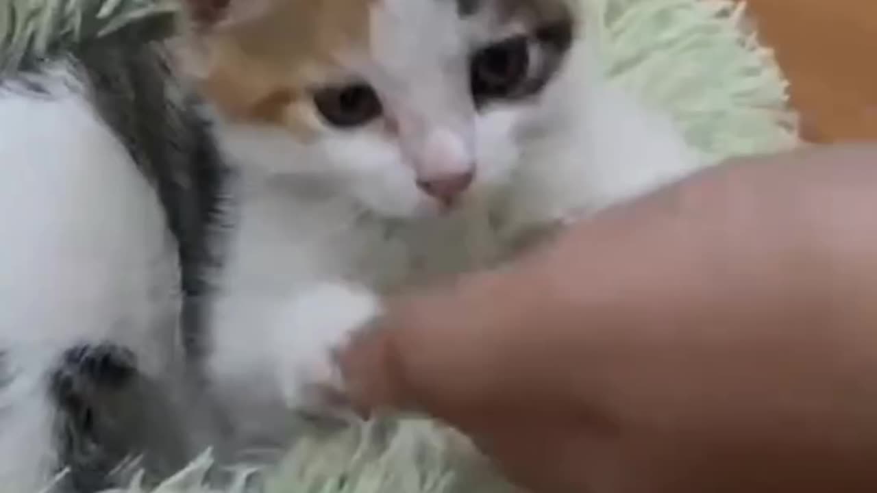 Cute kitten 🥰