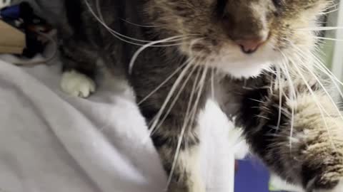 Blind Kitty