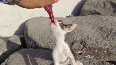 Hungry cat🐱 meowing loudly 😮😮 #cute cat