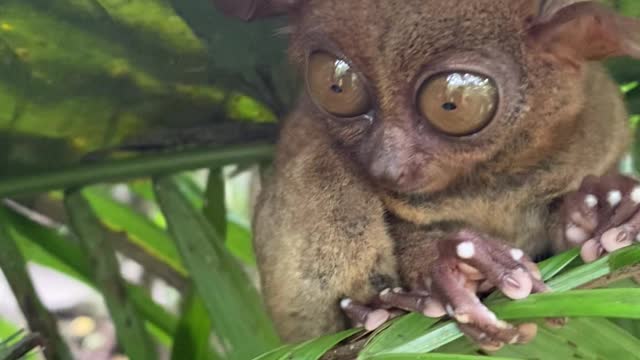 Tarsier in Bohol Island Philippines