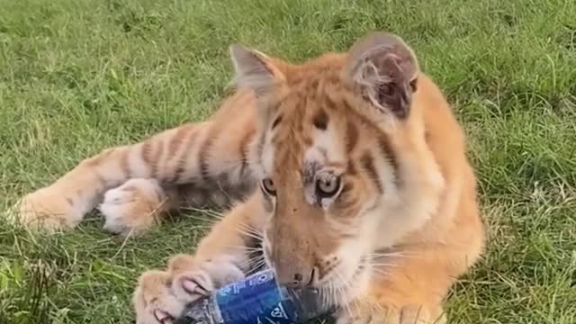 I broke my ball and now I'm playing with a water bottle