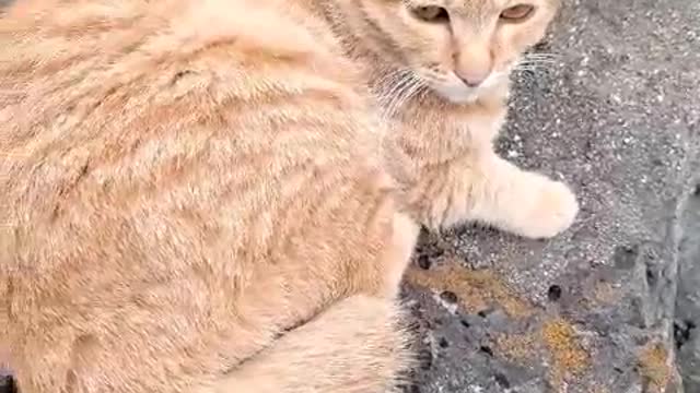 Cute cat is resting on rock